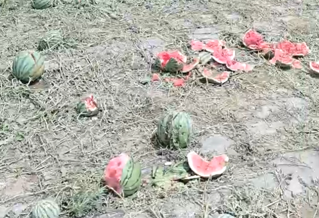 河北一地冰雹大如雞蛋砸爛成熟西瓜 農(nóng)戶損失慘重