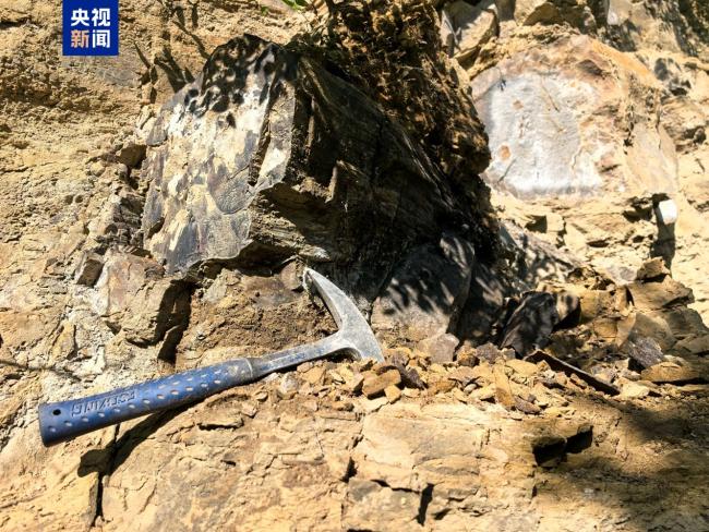 阳泉发现约2.95亿年前木化石 国家二级重点保护