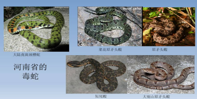 河南已进入蛇咬伤高发期 毒蛇出没需警惕