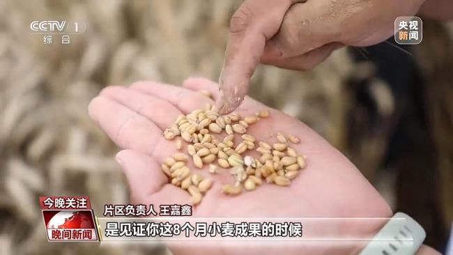 河南給田地裝上“數(shù)字大腦” 科技助力麥?zhǔn)崭咝七M(jìn)