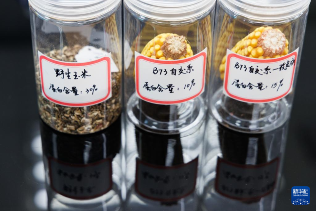 野生玉米中“找回”丟失基因 科研團(tuán)隊(duì)取得突破