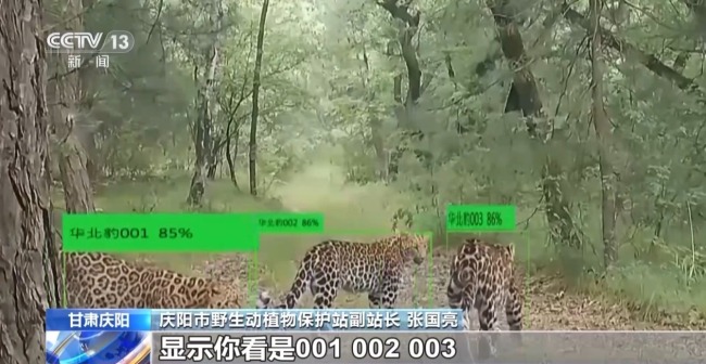 AI大模型識(shí)別 智能設(shè)備助力華北豹守護(hù)