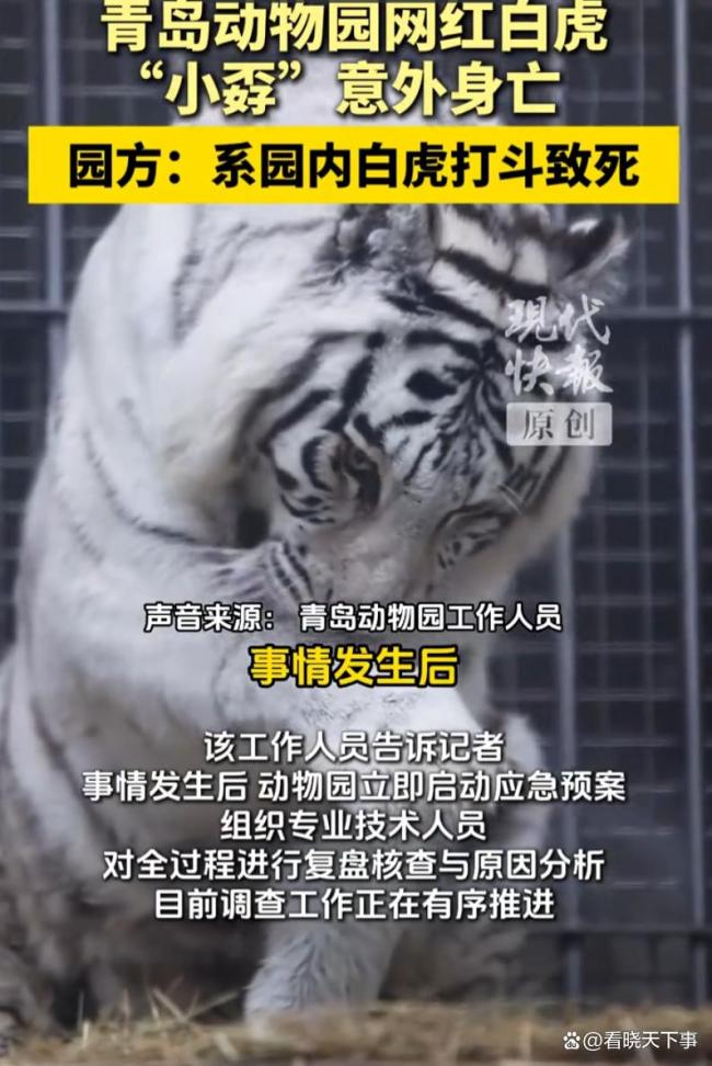 飼養(yǎng)員違規(guī)操作致白虎同區(qū)打斗致死 一山不容二虎悲劇上演