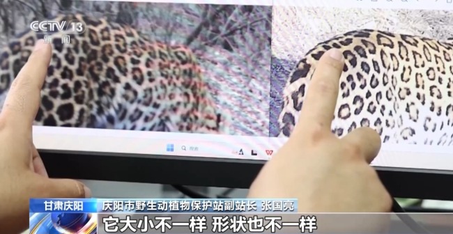 AI大模型識(shí)別 智能設(shè)備助力華北豹守護(hù)