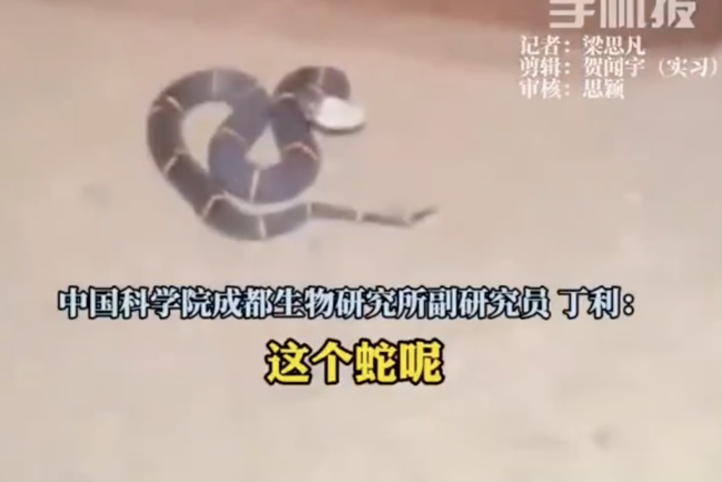 男子稱偶遇"中國(guó)第一毒蛇”