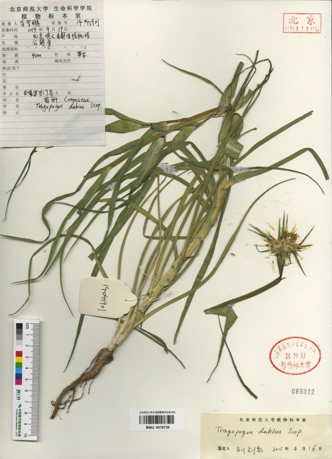 北京的大號(hào)蒲公英是什么？專(zhuān)家釋疑 外來(lái)物種可控范圍內(nèi)