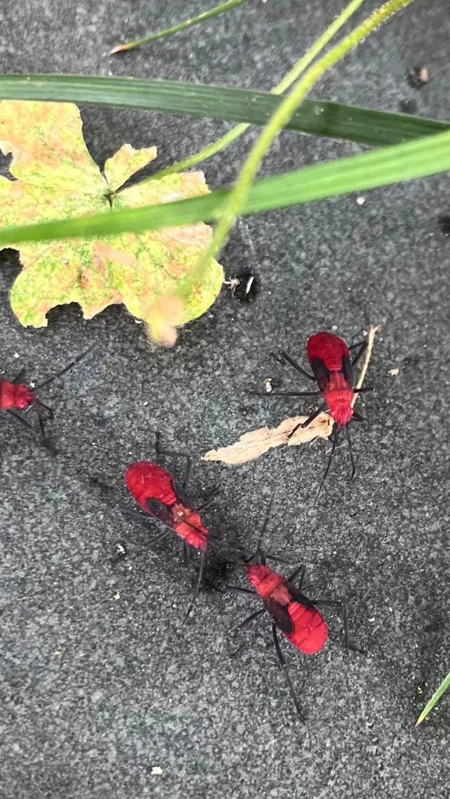 宁波街头大量出现大红姬缘蝽 无毒但引发市民担忧