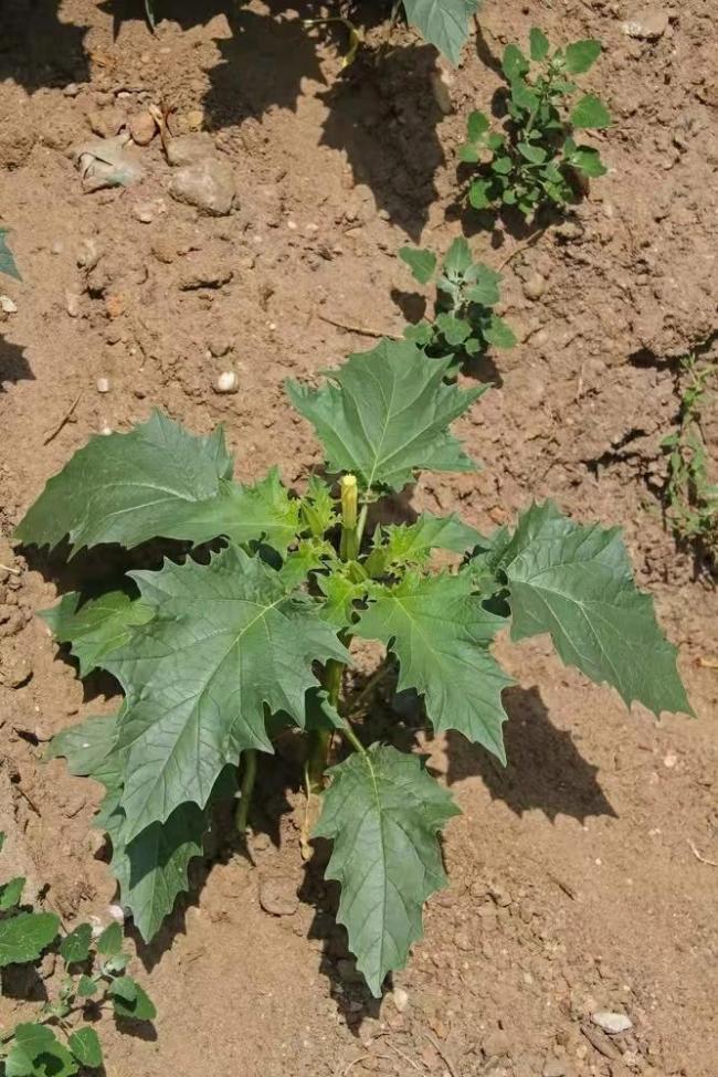 一家3口誤把“蒙汗藥”植物當(dāng)菠菜吃 險(xiǎn)釀悲劇
