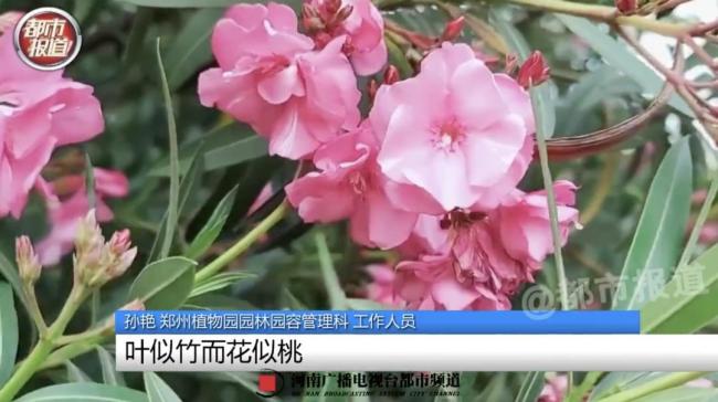 女生嘴含夾竹桃拍照中毒過敏 警惕美麗背后的危險(xiǎn)