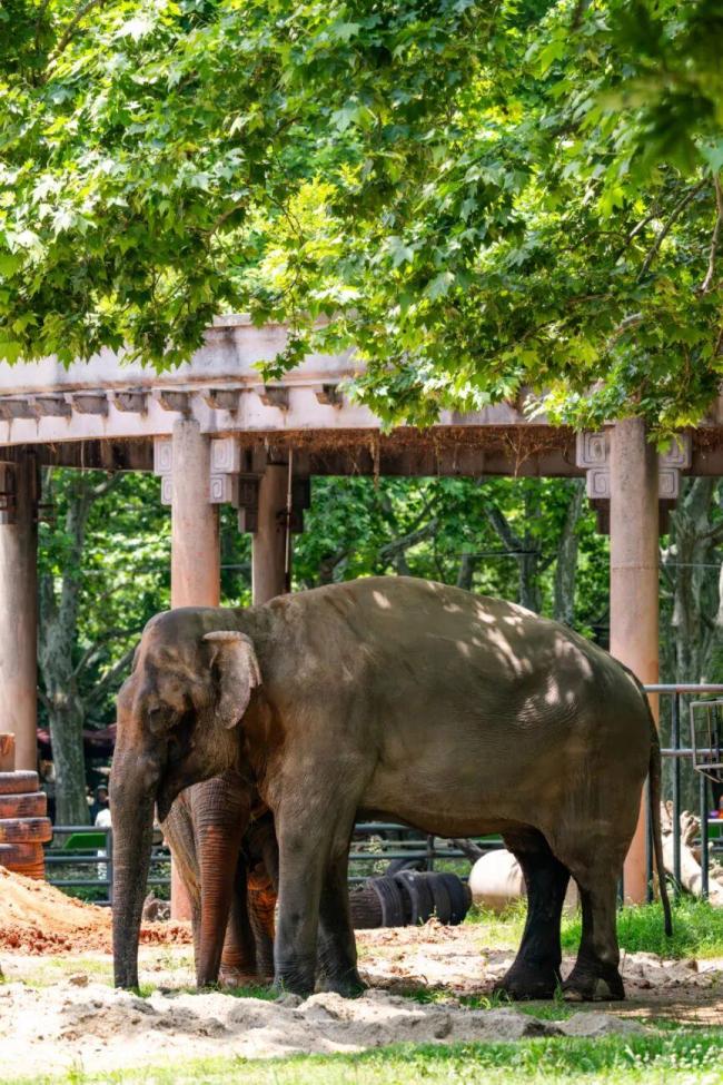 上海動物園亞洲象八莫65歲去世 半世紀(jì)溫情老友告別