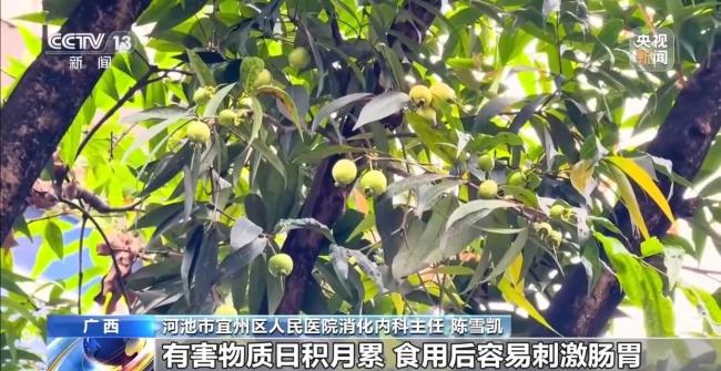 綠化帶樹木結(jié)的果實(shí)能吃嗎 不宜食用注意健康