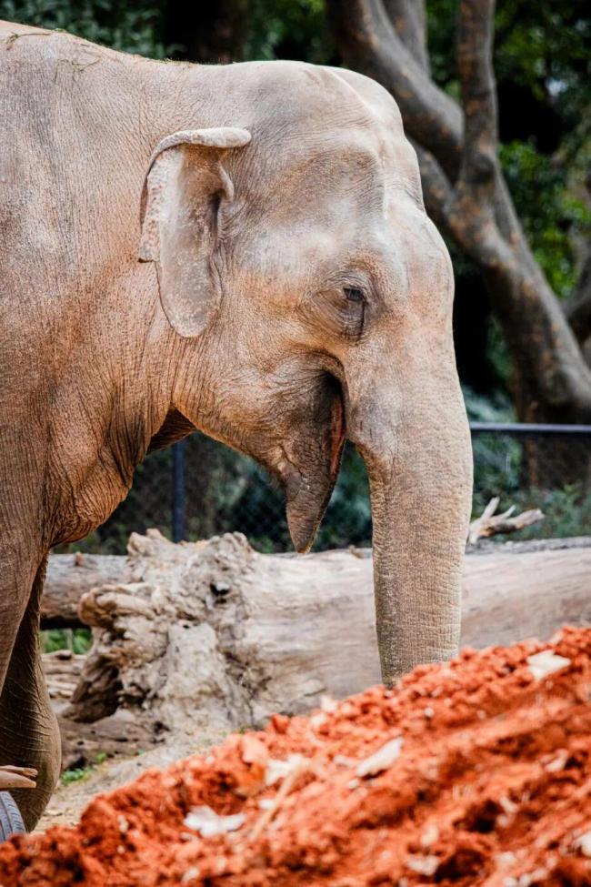 上海動物園亞洲象八莫65歲去世 半世紀(jì)溫情老友告別