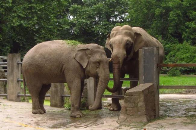 上海動(dòng)物園亞洲象八莫65歲去世 半世紀(jì)溫情老友告別