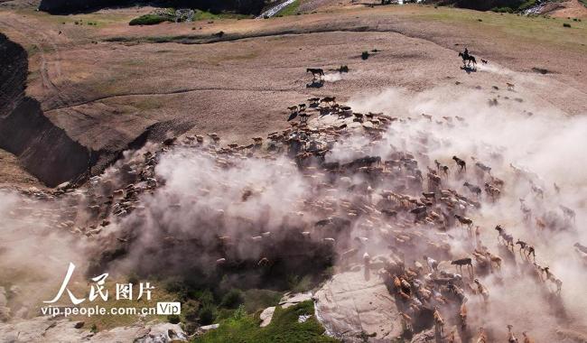 新疆福海：牧民忙夏季转场