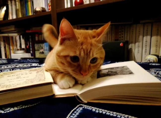 高考语文卷上的“猫文”作者找到了 考生热议文章与题目