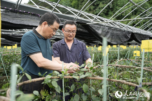 江稳华（左）深入珠兰花基地指导采收。人民网记者 王锐摄