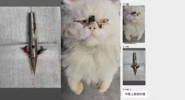 两男子持钉枪射杀流浪猫 一人被抓 疑涉黑色产业链