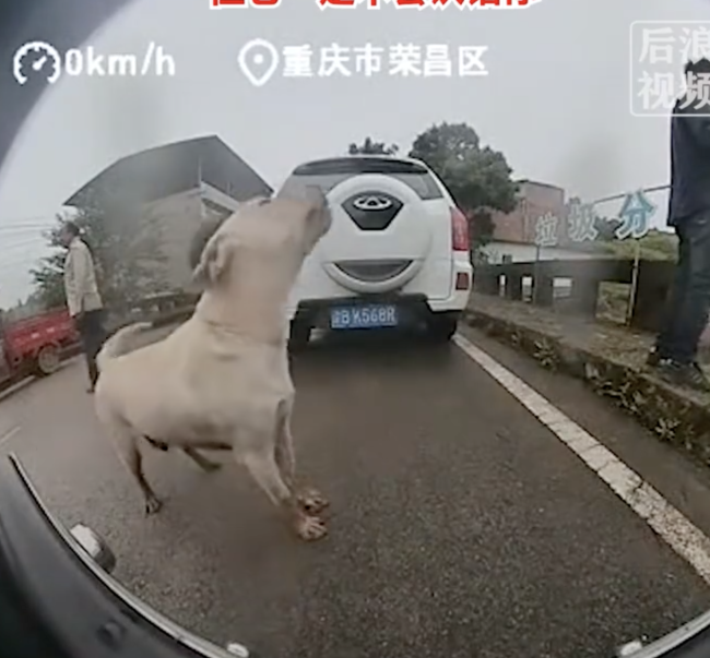男子開車被狗追竟是丟失半年愛犬 忠心守候終重逢