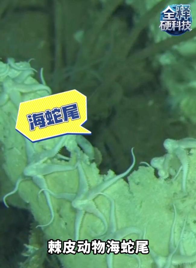 超1000万头！全球最深鲸类“大墓地”被发现 深渊中的古鲸博物馆