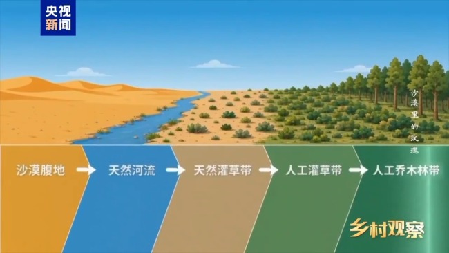 荒漠也可以成花海 看“沙漠玫瑰”背后的生態(tài)之變