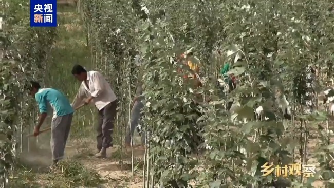 荒漠也可以成花海 看“沙漠玫瑰”背后的生態(tài)之變