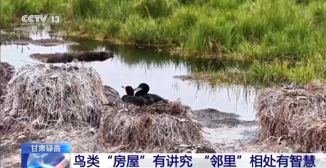 扎堆盖房？探访尕海湿地候鸟“育儿所”