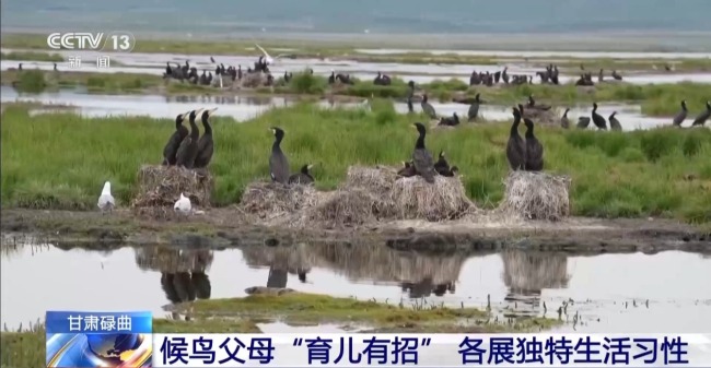 扎堆蓋房？探訪尕海濕地候鳥“育兒所”