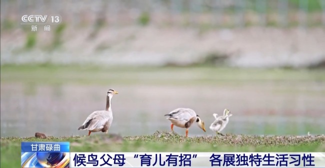 扎堆盖房？探访尕海湿地候鸟“育儿所”