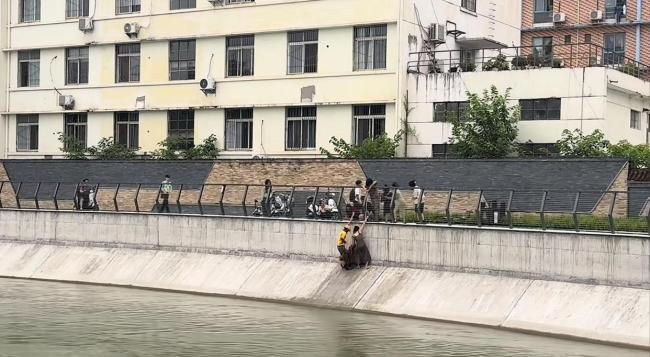 成都赤脚救落水金毛的女孩找到了