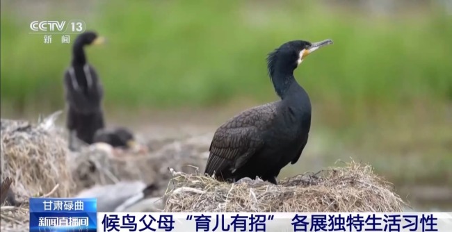 扎堆蓋房？探訪尕海濕地候鳥“育兒所”