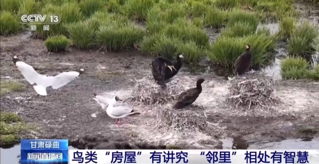 扎堆盖房？探访尕海湿地候鸟“育儿所”
