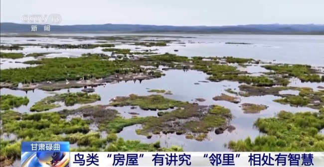 扎堆蓋房？探訪尕海濕地候鳥“育兒所”