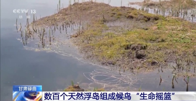 扎堆盖房？探访尕海湿地候鸟“育儿所”