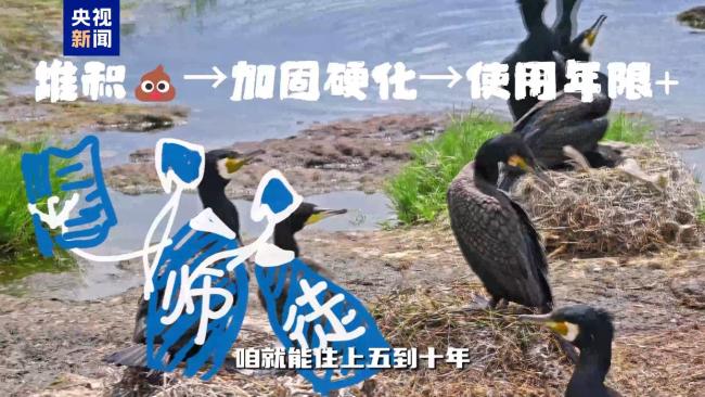 不只会捕鱼！揭秘鸬鹚作为“建筑师”的另一面
