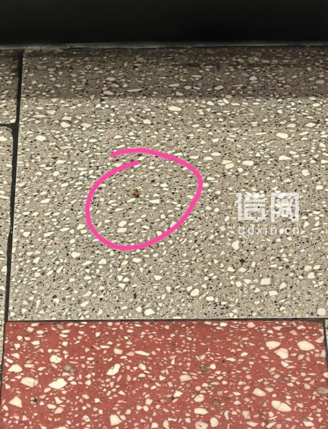 遇见小面门店被曝出现活蟑螂 食品安全引关注