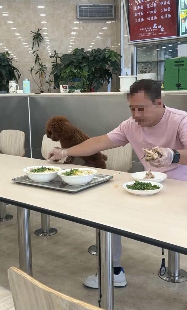 男子饭店就餐让宠物狗在餐桌进食