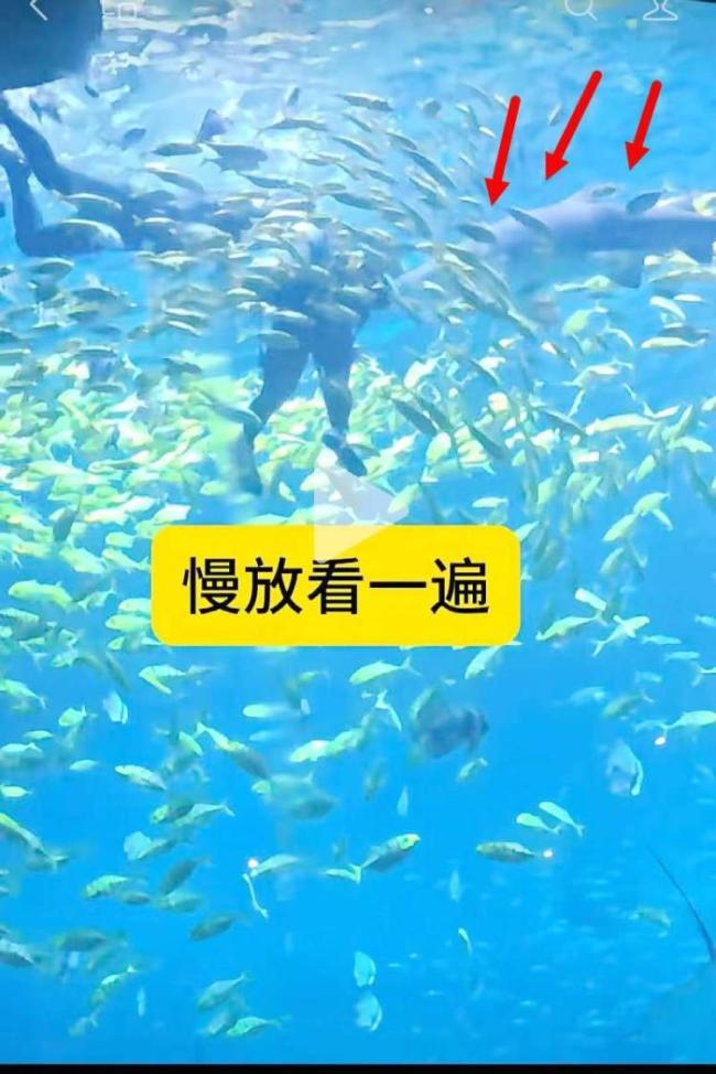 当事人回应被鲨鱼咬伤 景区潜水项目已停业