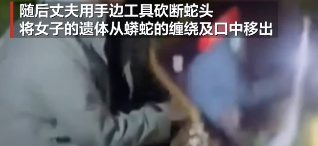 印尼女子被蟒蛇活吞致死 丈夫怒砍蛇头救遗体