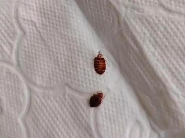 男子每到凌晨就浑身瘙痒，开灯一看床板缝隙密密麻麻全是床虱 夜行性蚊虫作祟