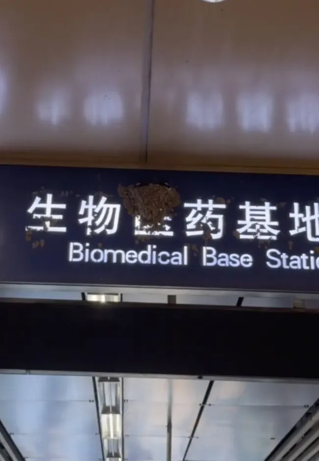 北京一地铁站燕子在站牌上筑巢 城市最温柔的共生