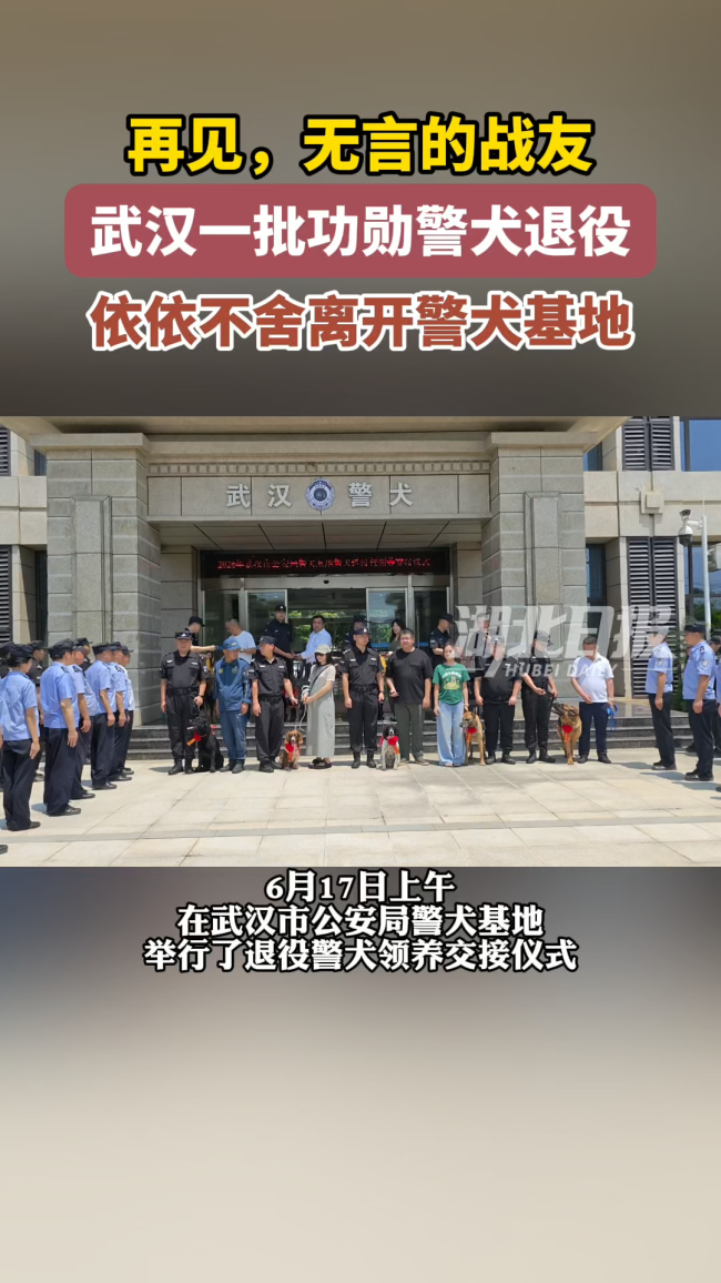 武汉40只警犬退役 领养人带它们回家 无言战士开启幸福晚年