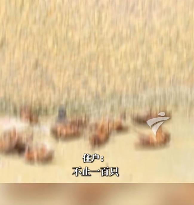 广东持续暴雨一小区蟑螂多到用桶装