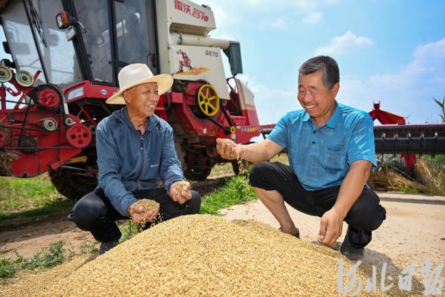 国产杜兰小麦在武邑大规模丰收