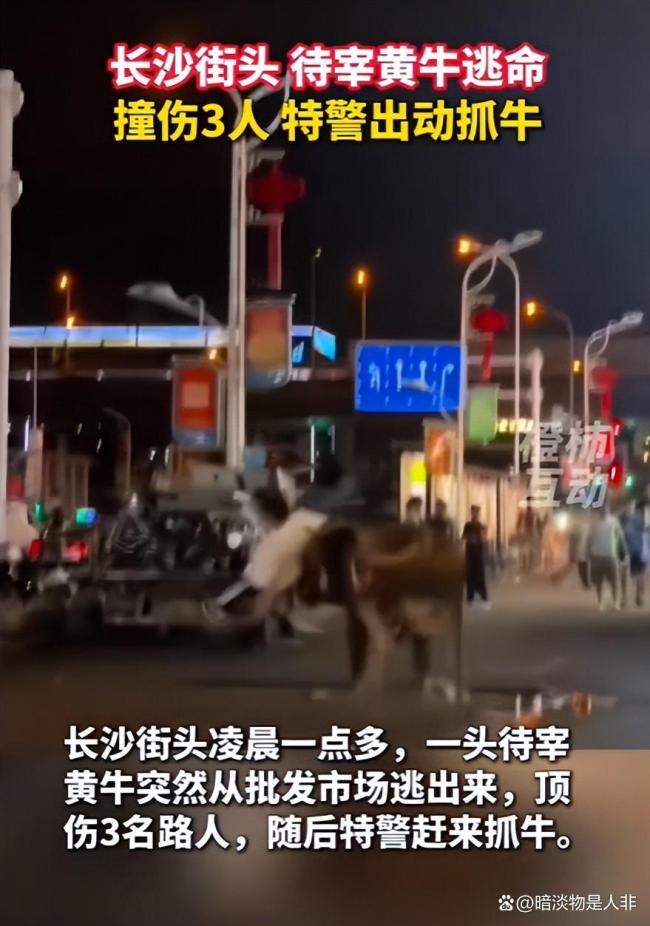 长沙街头黄牛撞伤3人 特警出动 深夜“追牛记”