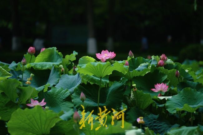夏至巧遇父亲节 愿所有美好如约而至 最长白昼藏深祝福