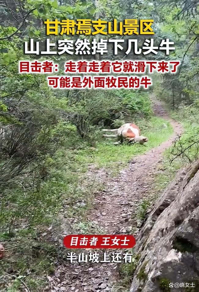 头牛领错路致牛群摔景区沟里9死1伤 悲剧引发警钟