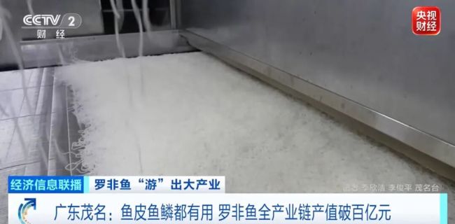 边角料都是宝 茂名罗非鱼出口量狂飙 全产业链产值破百亿