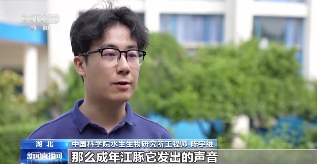 “止跌回升”多元保护体系守护长江江豚