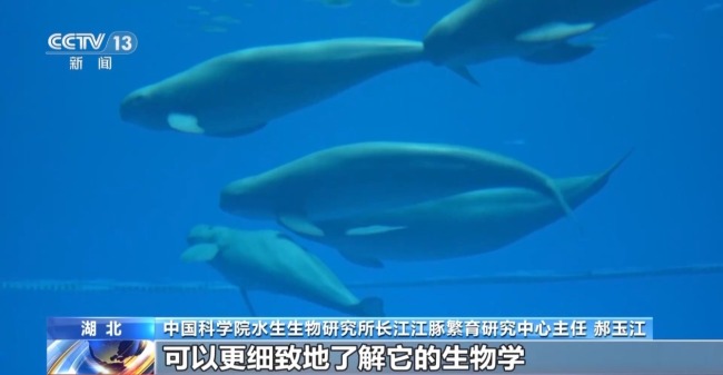 “止跌回升”多元保护体系守护长江江豚