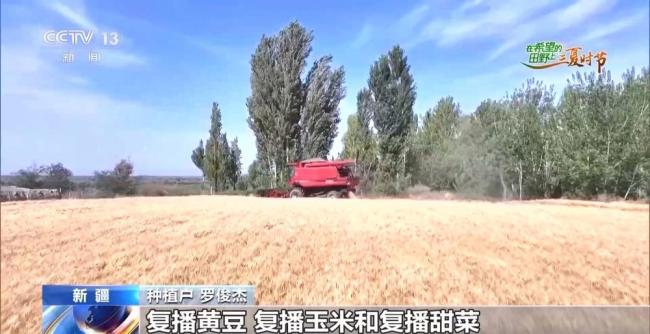 全国多地夏收夏管稳步推进 科技助力高效作业